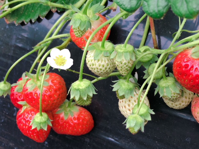高級いちご アイベリー 専門店 コロナ対策で検温 消毒 換気を徹底 大きくてとっても甘いこだわりイチゴが30分食べ放題 4月予約 高橋いちご園 じゃらん遊び体験 高級いちご アイベリー 専門店 コロナ対策で検温 消毒 換気を徹底 大きくてとっても甘いこだわりイチゴが30分食べ放題 4月予約 高橋いちご園 じゃらん遊び体験