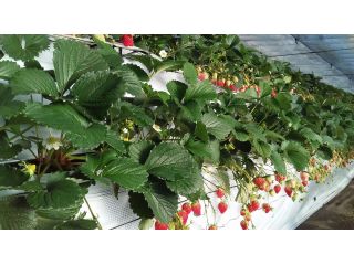 2段になっていますので、お子さんも収穫しやすいです。