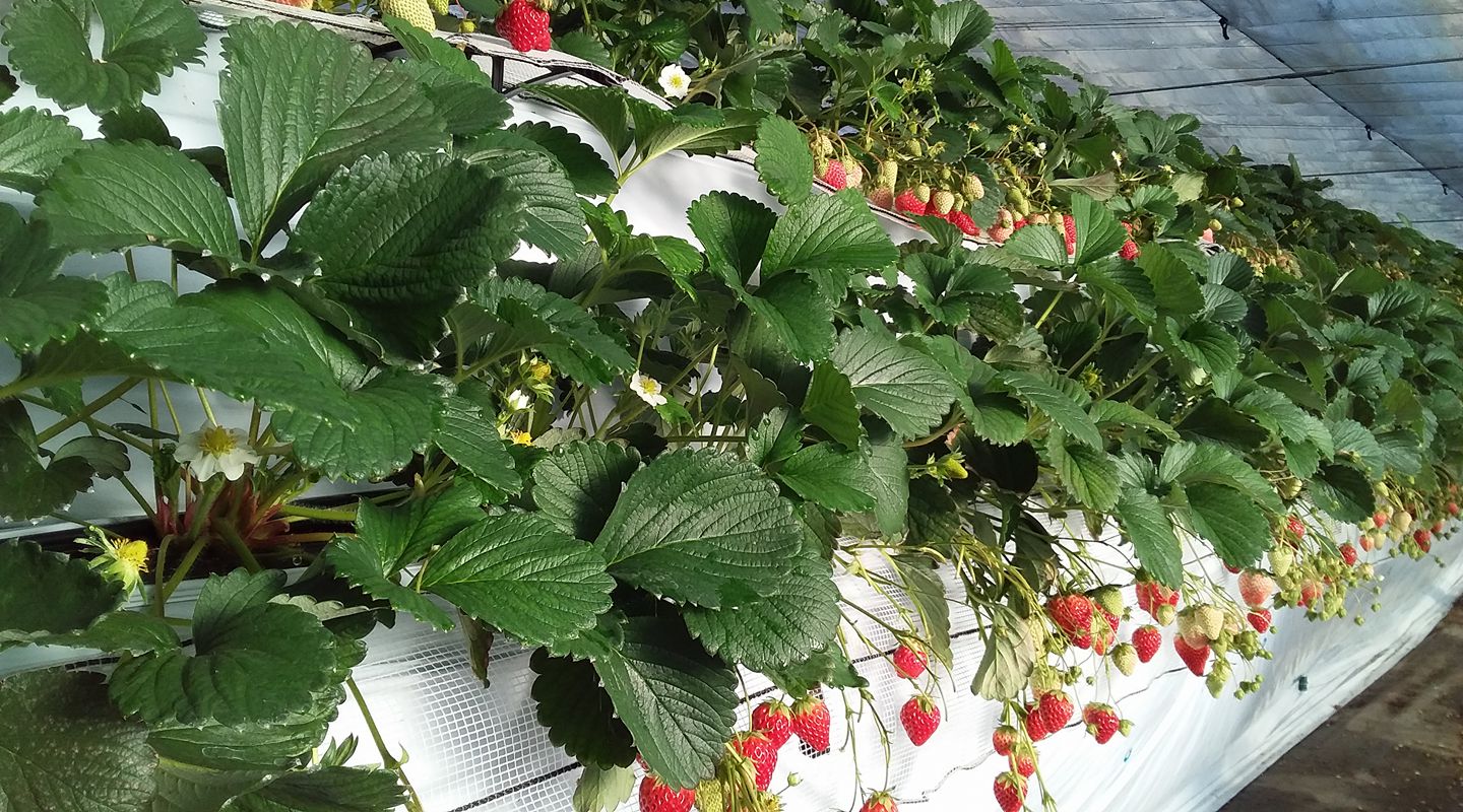 【3月2日～4月5日】◆いちご狩り45分食べ放題◆ファミリーにオススメ！椅子やテ...