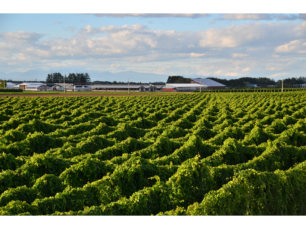 �g�ł��A����͒���