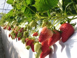 紅ほっぺは粒が大きくて味が濃いです