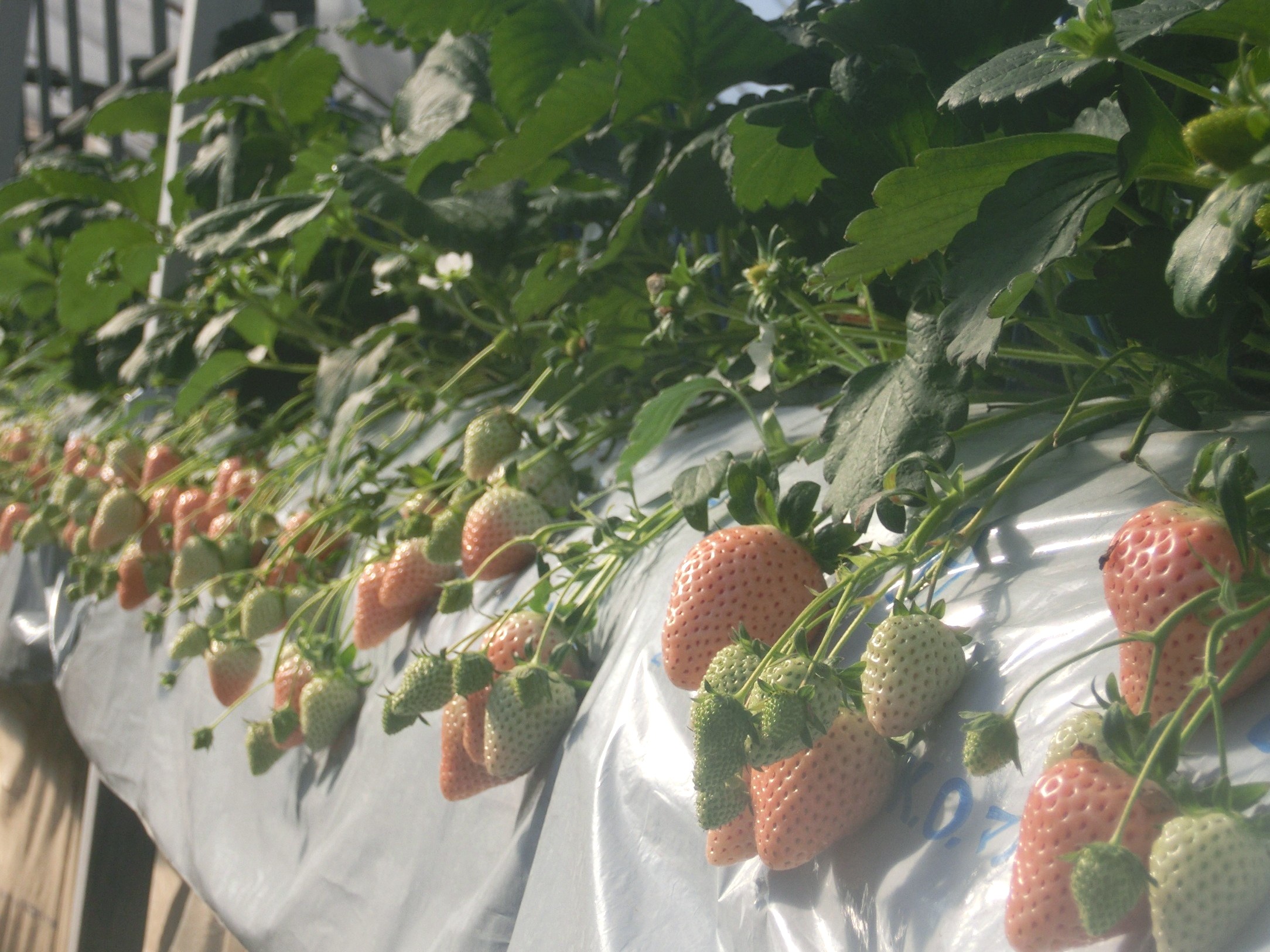 ̒W͂ق̂̓ˑRψقłłŎ_Ȃقǂ悢Â݂̂łB