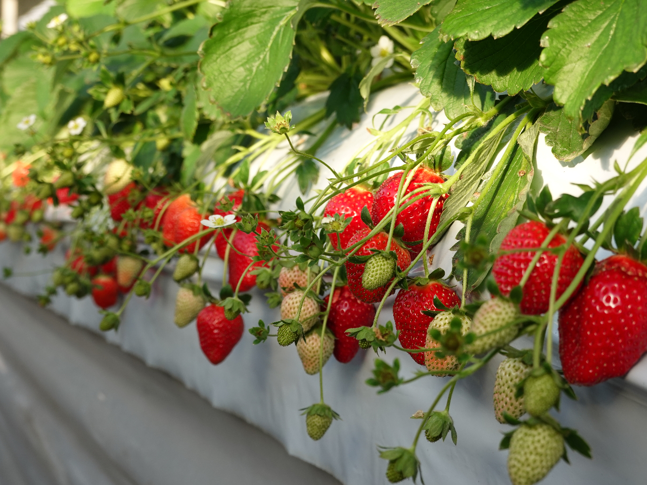 r^~C̊ܗLʂ̕i̒ňԑCx[łB