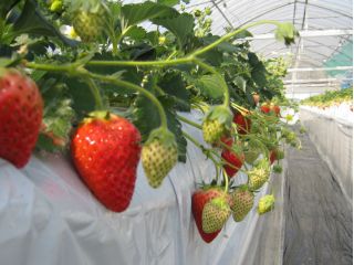 珍しい品種の「清香」♪