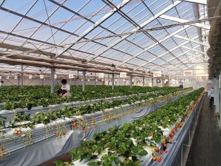 町田いちご狩り農園のいちご狩り風景