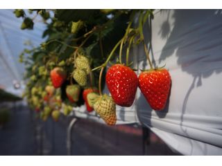 ハウスの中にはいちごがたくさん♪