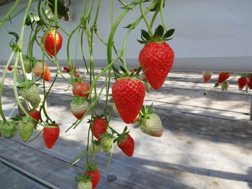 《3~5月予約プラン》【3歳以下無料】最大3品種30分食べ比べ食べ放題♪\じゃら...