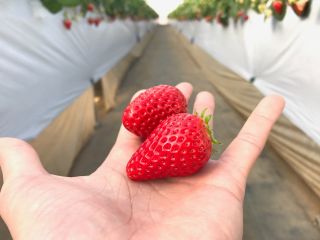 おいしい紅ほっぺが食べ放題♪