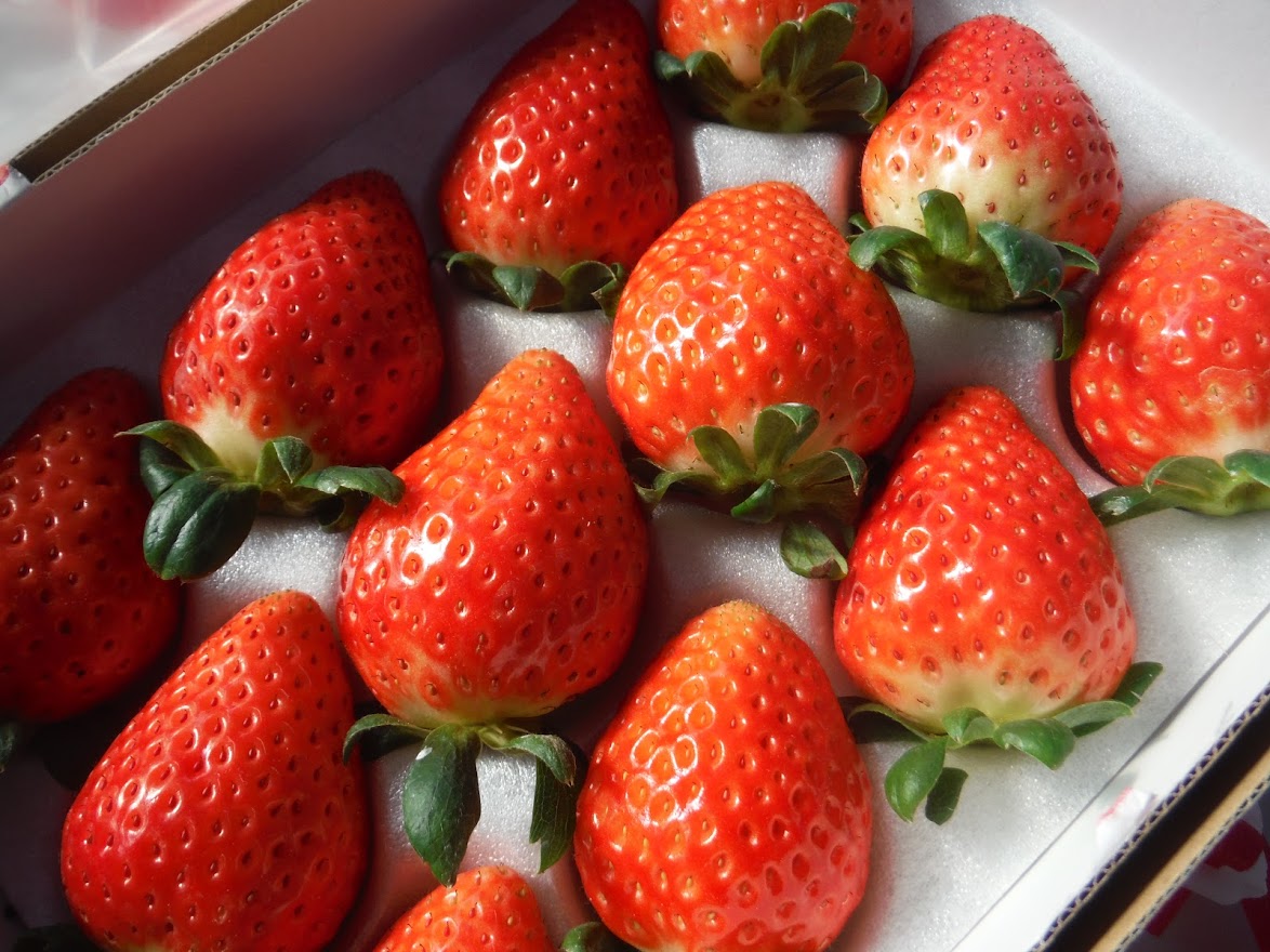 3/22～5/7】いちご食べ放題&いちごデザート♪高級品種スカイベリーを