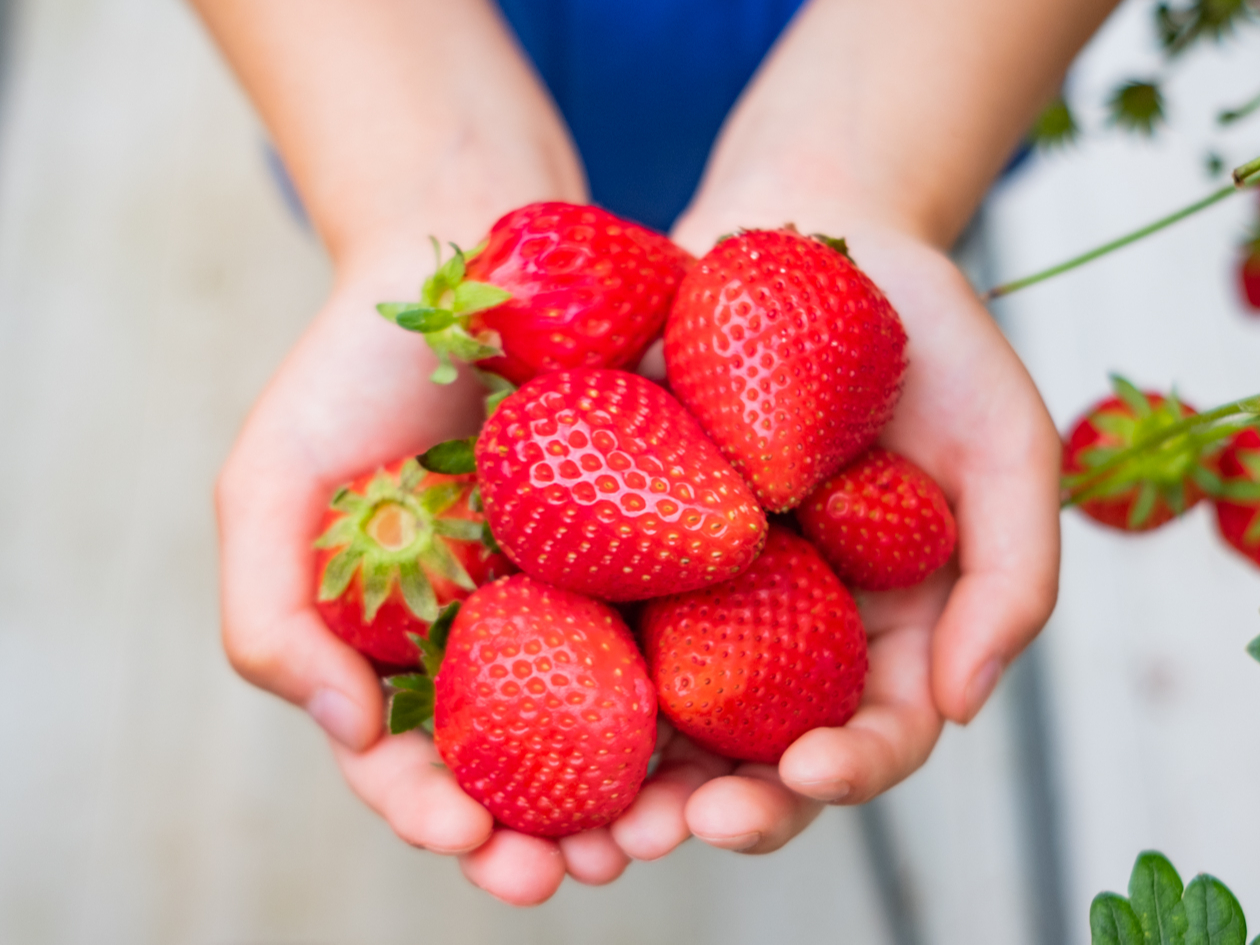 いちごページ　11/24以降 2026.1.10～いちご狩りA4（裏）-