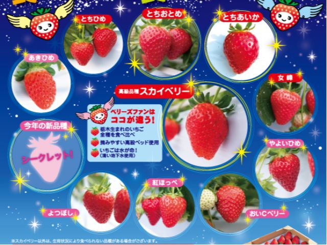 3/22～5/7】いちご食べ放題&いちごデザート♪高級品種スカイベリーを