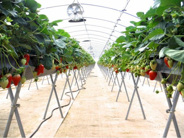 【鹿沼市】ベリーズファン