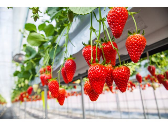 □コロナ対策実施中□ 【10:00～│横浜でいちご狩り│30分食べ放題