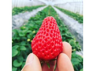 シーズン到来 4 11 5 8 1歳以下無料 一時間食べ放題のいちご狩り コロナ対策実施中 土耕栽培こだわりいちごを思う存分堪能 佐々木農園 じゃらん遊び体験 シーズン到来 4 11 5 8 1歳以下無料 一時間食べ放題のいちご狩り コロナ対策実施中 土耕栽培こだわりいちごを思う存分堪能 佐々木農園 じゃらん遊び体験