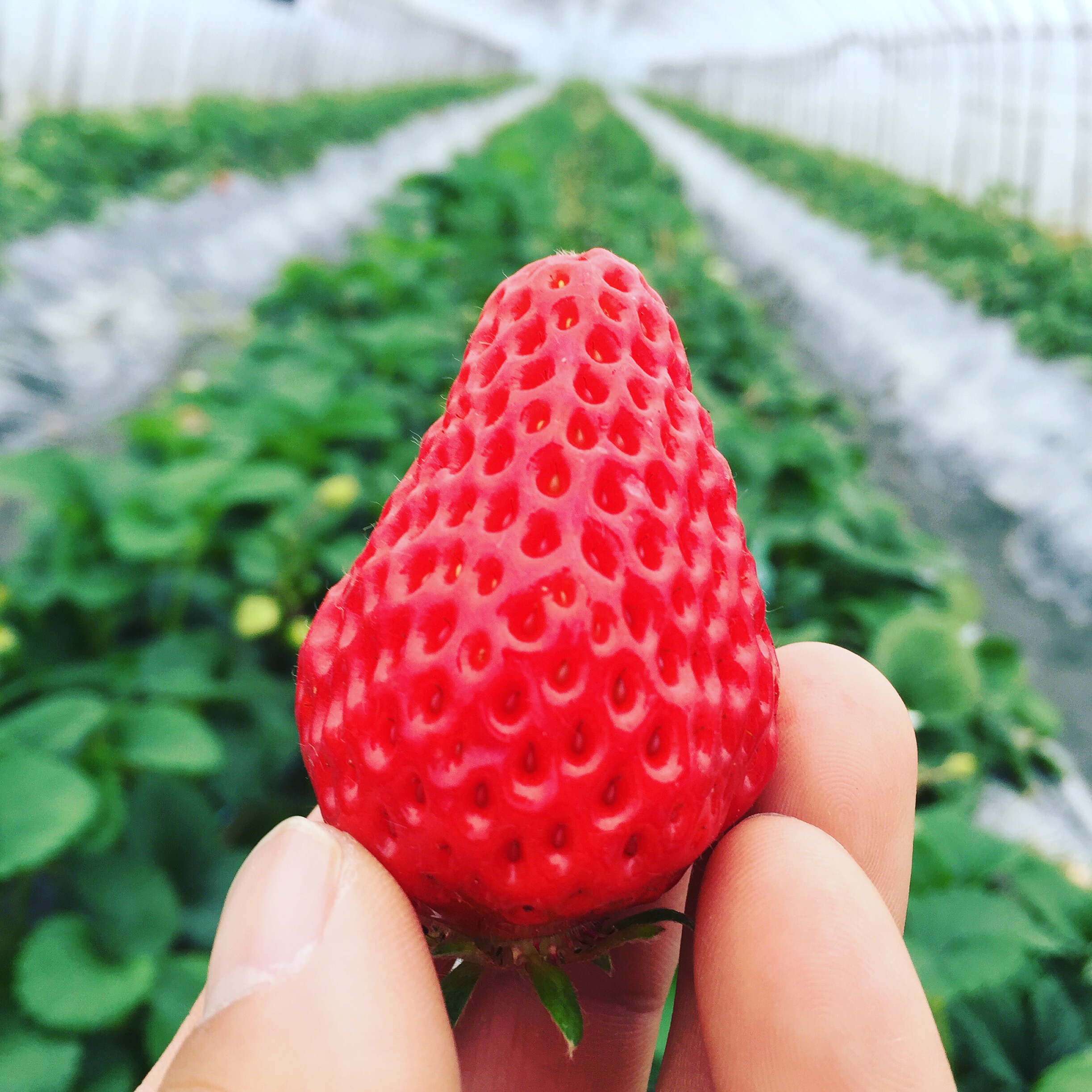 【鳴門×いちご狩り】【紅ほっぺ】3/28~5/6\1歳以下無料/1時間食べ放題の...