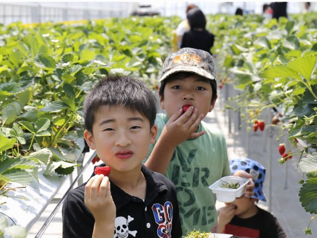 コロナ対策実施中 相馬でいちご狩り 松川浦からすぐ 福島から60分 仙台から40分とアクセス良好 当日予約できます 和田観光苺組合 じゃらん遊び体験 コロナ対策実施中 相馬でいちご狩り 松川浦からすぐ 福島から60分 仙台から40分とアクセス良好 当日予約できます 和田観光苺組合 じゃらん遊び体験