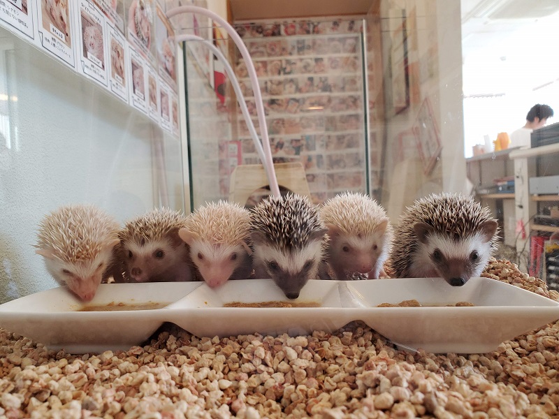 ハリネズミかわいい ハリネズミと触れ合えるカフェ しゃべコミュ 山形店の口コミ じゃらんnet