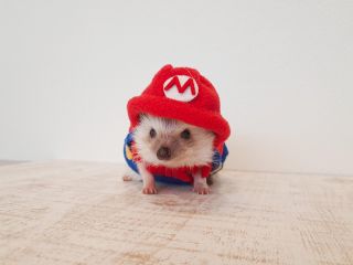 21年度 平日 まった り60分プラン 癒やしのハリネズミちゃんとのふれあい お気に入りを見つけてみませんか しゃべコミュ 山形店 じゃらん遊び体験 21年度 平日 まった り60分プラン 癒やしのハリネズミちゃんとのふれあい お気に入りを見つけてみませんか しゃべコミュ 山形店 じゃらん遊び体験