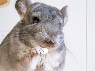 平日 リニューアル 貸切チンチラルームプラン 30分 チンチラ ウサギ ミーアキャットと一緒に過ごせる素敵空間 ハリネズミと触れ合えるカフェ しゃべコミュ 山形店 じゃらん遊び体験