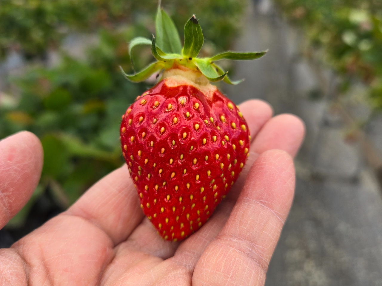 �w�^���s���Ƃ������āA�w�^�̕t�����ɗ􂯖ڂ�����@�����[�����������Â��|�C���g