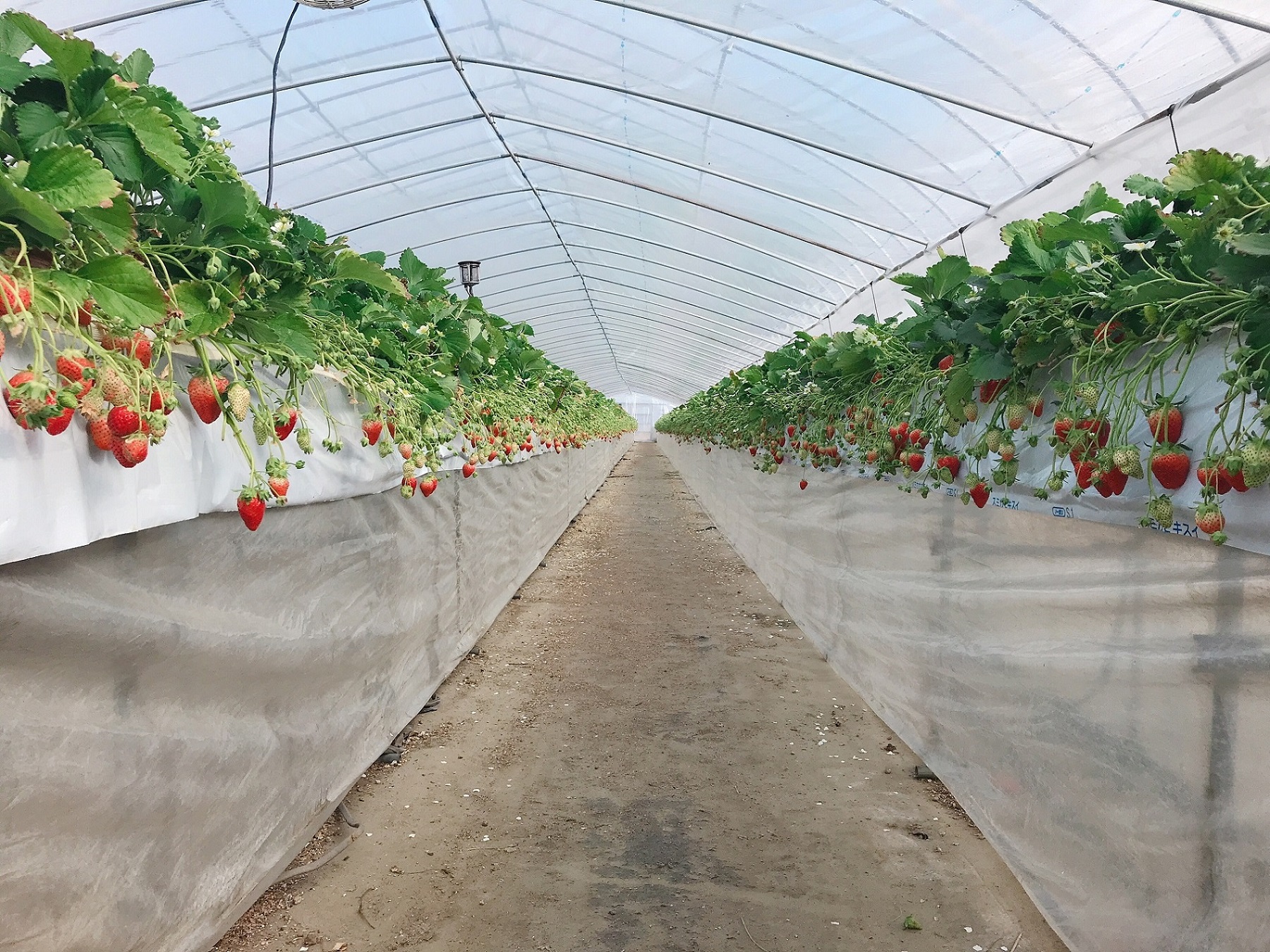 LXnEXݍ͔|Ȃ̂ł݂Ƃ肪NN