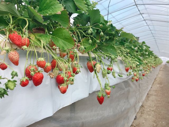 いちごを食べて免疫力アップ!!