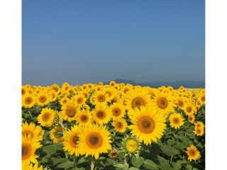 ブルーベリー狩り 6月下旬 8月中旬 約4品種のブルーベリーが食べ放題 ブルーベリーソフトも絶品 季節体験農場 花の海 じゃらん遊び体験 ブルーベリー狩り 6月下旬 8月中旬 約4品種のブルーベリーが食べ放題 ブルーベリーソフトも絶品 季節体験農場 花の海 じゃらん遊び体験