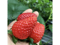 季節体験農場 花の海 予約 アクセス 割引クーポン じゃらんnet 季節体験農場 花の海 予約 アクセス 割引クーポン じゃらんnet