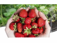 北九州のいちご狩りランキングtop8 じゃらんnet 北九州のいちご狩りランキングtop8 じゃらんnet