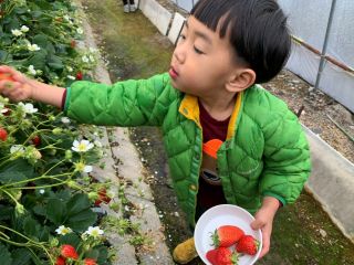 子供も楽しくいちご狩り♪