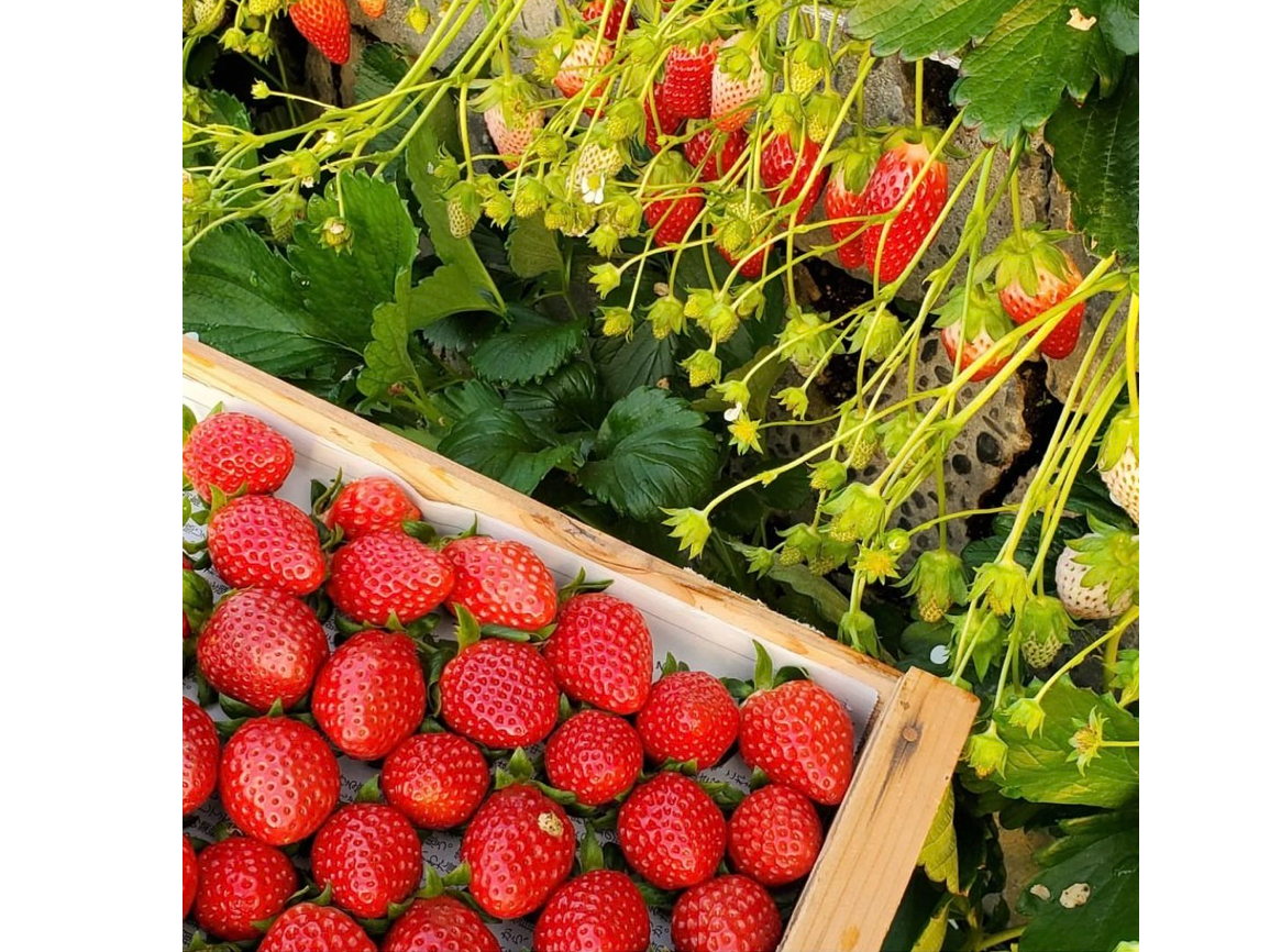 100Nȏ̗jhΊ_hЂܖ