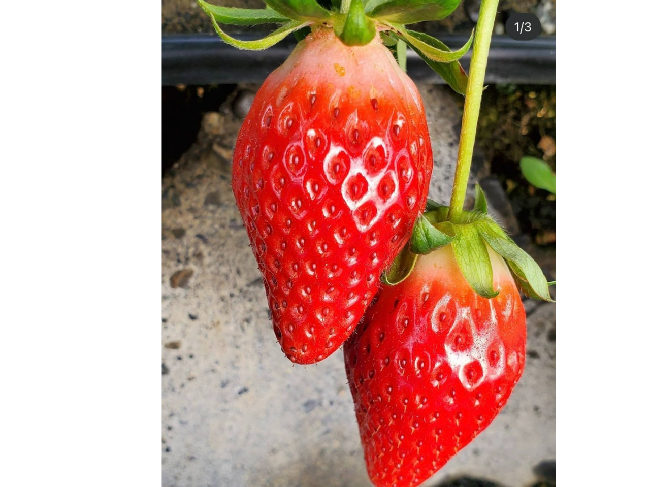 【静岡/久能】【4/1~閉園】大きくて甘い章姫<石垣苺狩り30分食べ放題>【東照...