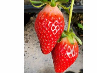 久能山石垣いちごをお楽しみください!