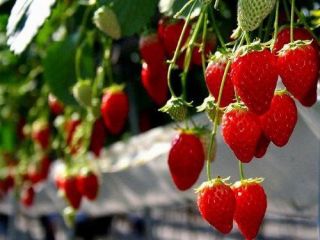 渋川氏赤城町樽地区の観光いちご園「須田いちご園」でいちご狩り♪