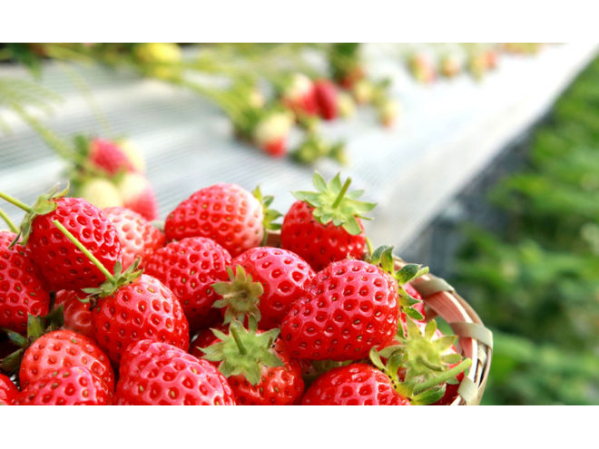 土日枠・午前の部】浜松でこだわりの『完熟』いちご狩り30分《舘山寺