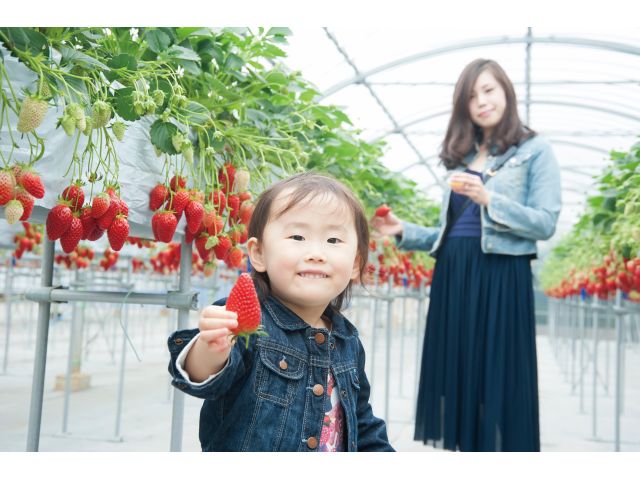平松観光アグリス浜名湖自慢のいちごをお召し上がりください♪館山寺スマートI.Cより車で5分◎