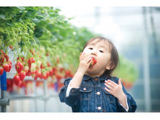 ヘタのほうまで真っ赤ないちごは特に味がしっかりついていてジューシーです(^◇^)