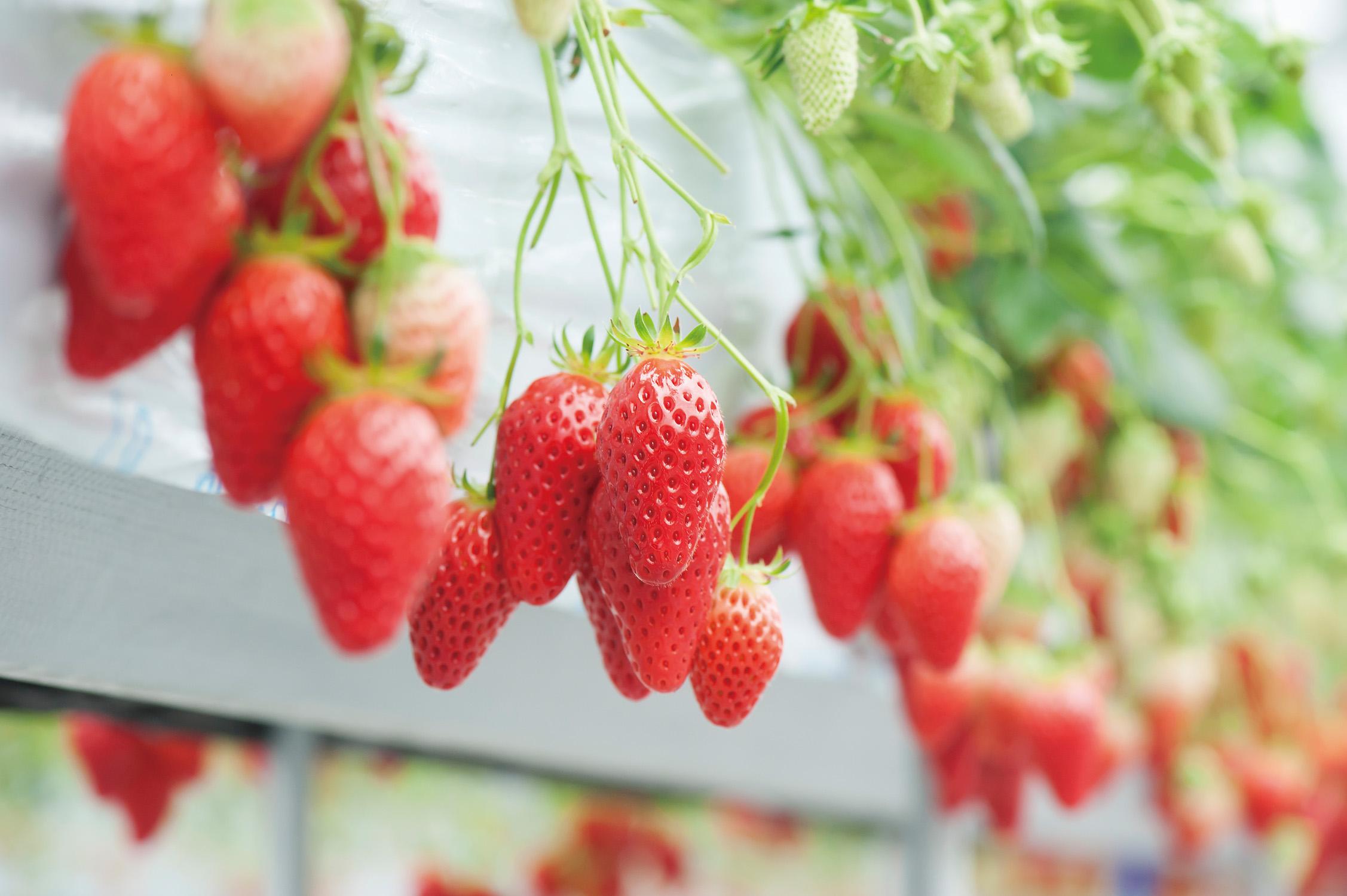 品種は章姫・紅ほっぺ・きらぴ香の3品種です。当日おすすめの品種にご案内します◎