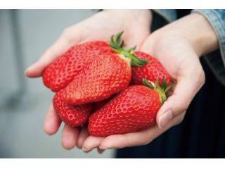 甘さが特徴の章姫です。お子様や女性に特に人気があります。