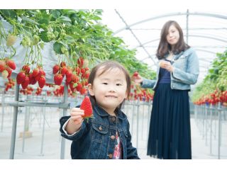 平松観光アグリス浜名湖自慢のいちごをお召し上がりください♪館山寺スマートI.Cより車で5分◎