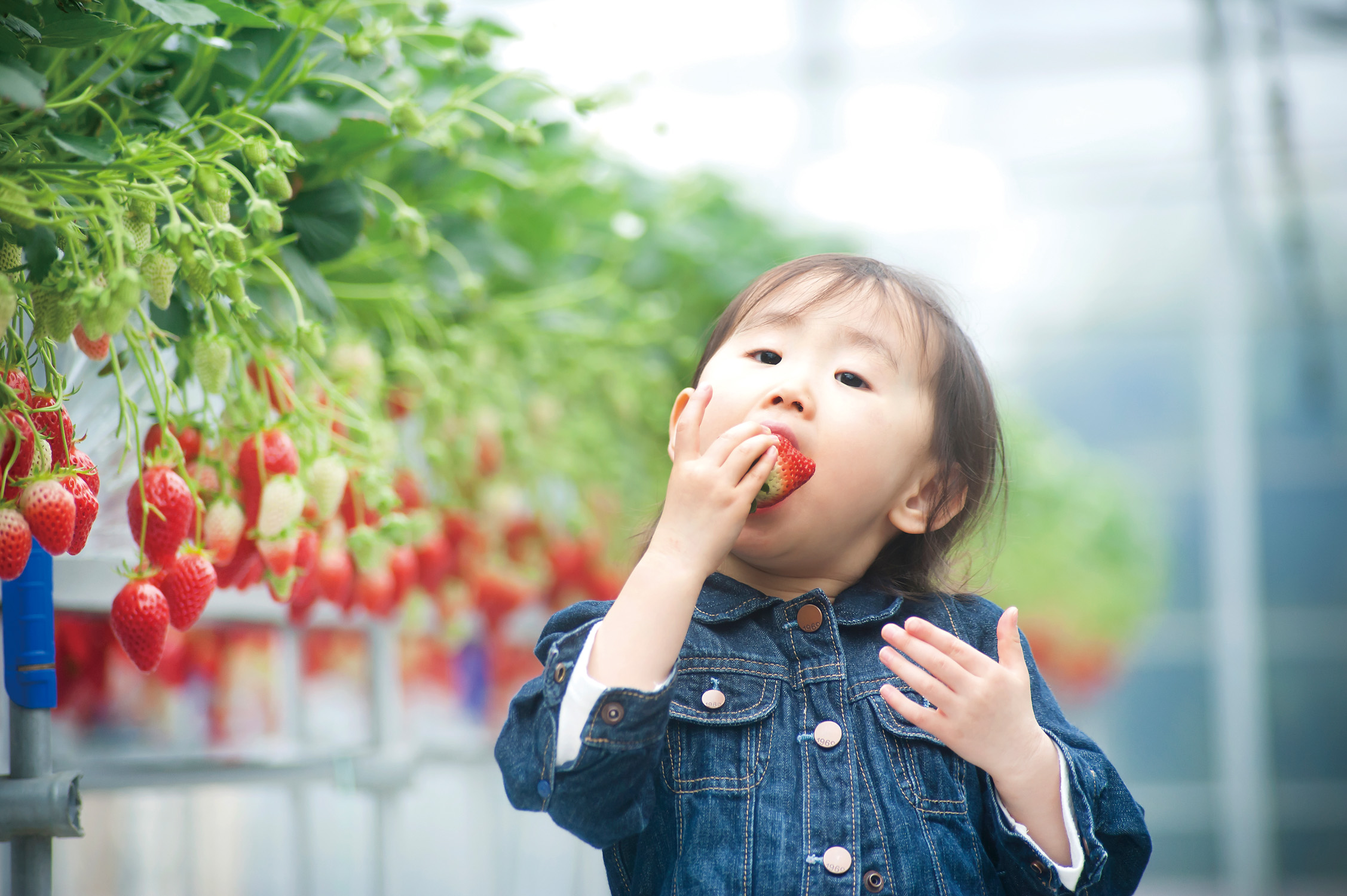 ヘタのほうまで真っ赤ないちごは特に味がしっかりついていてジューシーです(^◇^)