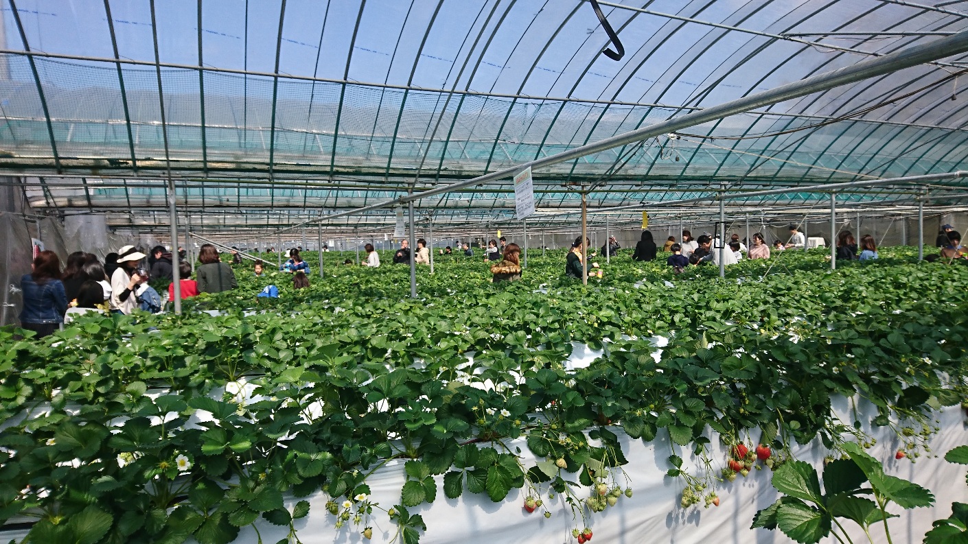 コロナ対策中 フルーツ王国 うきは 60分 約7種類のいちご食べ放題 恋みのりや紅ほっぺ さがほのかをメインとしたあまおう さちのか 章姫 かおりのが食べ放題 梶原フルーツ じゃらん遊び体験