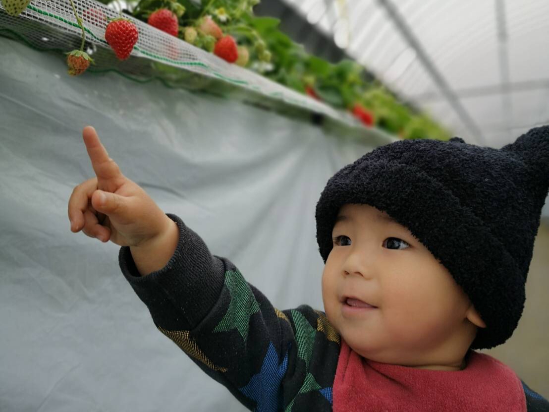 コロナ対策中 フルーツ 王国 うきは 60分 約7種類のいちご食べ放題 恋みのりや紅ほっぺ さがほのかをメインとしたあまおう さちのか 章姫 かおりのが食べ放題 梶原フルーツ じゃらん遊び体験
