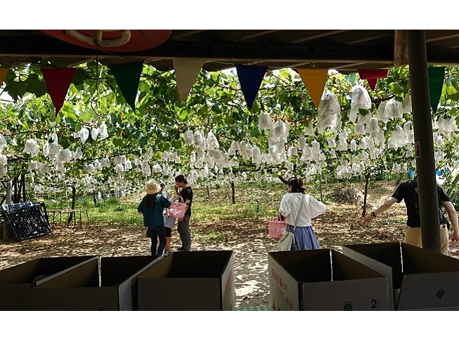ぶどう狩り フルーツ王国 うきは の水で育った大粒のぶどうの摘み取り 女性 カップル ファミリー 梶原フルーツ じゃらん遊び体験