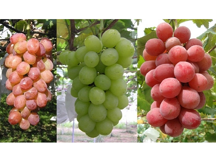 梶原フルーツ 予約 アクセス 割引クーポン じゃらんnet