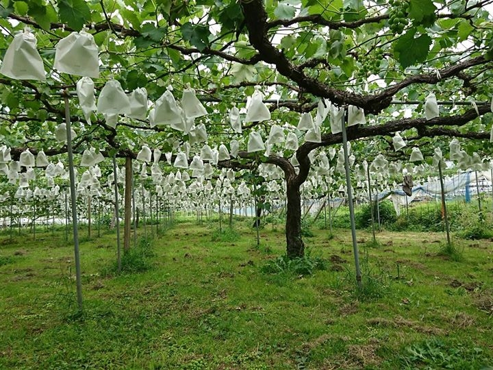 ぶどう狩り フルーツ王国 うきは の水で育った大粒のぶどうの摘み取り 女性 カップル ファミリー 梶原フルーツ じゃらん遊び体験