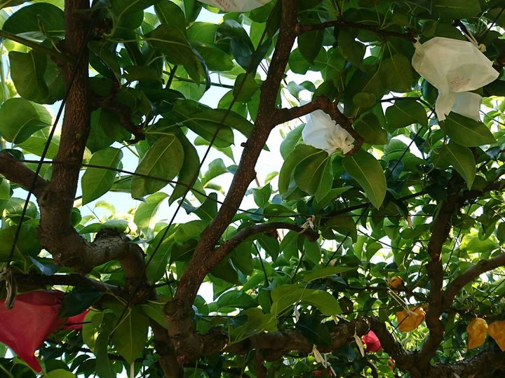 梶原フルーツ 予約 アクセス 割引クーポン じゃらんnet