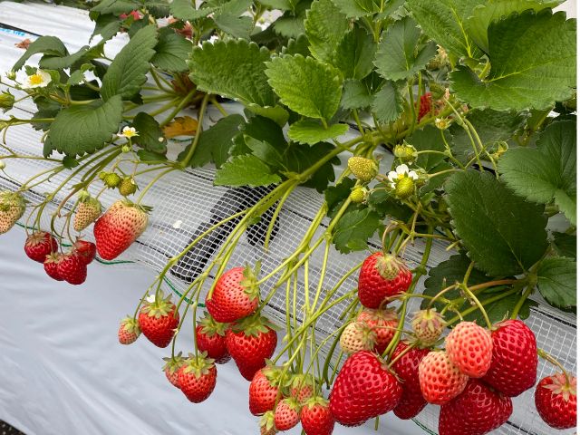 フルーツ 王国 うきは 60分 約9種類のいちご食べ放題 恋みのりをメインとしたあまおう さちのか 章姫 かおり野 さがほのか 紅ほっぺ スターナイト ほしうららが食べ放題 コロナ対策中 梶原フルーツ じゃらん遊び体験 フルーツ 王国 うきは 60分 約9種類のいちご食べ放題 恋みのりをメインとしたあまおう さちのか 章姫 かおり野 さがほのか 紅ほっぺ スターナイト ほしうららが食べ放題 コロナ対策中 梶原フルーツ じゃらん遊び体験
