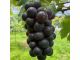 大粒のぶどうをお楽しみ下さい♪