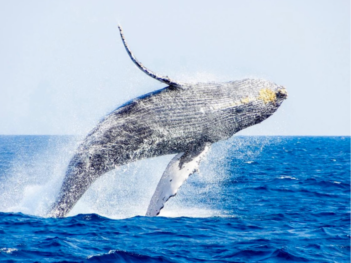 ꏊmtBbV[inoq܂BcǊԏƖ{̊Ԃ̃GAŃNWov܂B